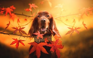 Картинка животное, осень, ветка, природа, собака, листья, морда, ошейник, пёс
