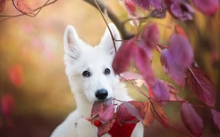 Обои животное, взгляд, собака, голова, листья, ветки, осень, природа, пёс