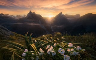 Картинка Marc Adamus, Новая Зеландия, природа, закат, трава, солнце, пейзаж, цветы, горы