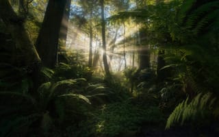 Картинка Marc Adamus, природа, солнце, папоротник, лес, деревья, лучи