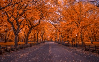 Обои осень, центральный парк, Нью-Йорк, фонари, США, скамейки