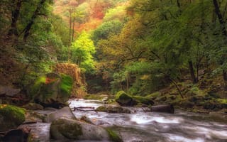 Обои природа, лес, река, осень, ручей, камни