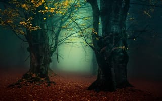 Картинка природа, сумерки, деревья, осень, лес, туман