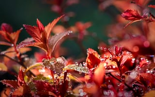 Обои Неля Рачкова, листья, макро, капли, вода