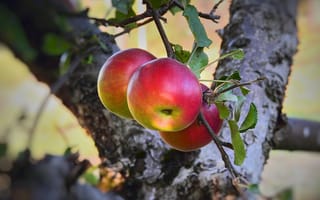 Обои природа, плоды, яблоня, ветка, дерево, яблоки
