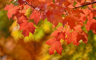 Картинка природа, листья, осень, клён, ветка