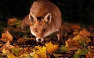 Картинка животное, листья, взгляд, природа, лисица, лиса, осень