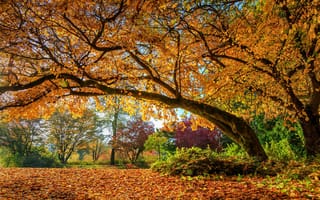 Обои осень, деревья, листья, природа