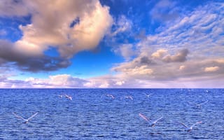 Картинка море, лебеди, небо