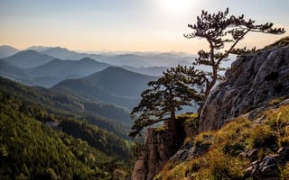 Картинка Австрия, природа, пейзаж, сосны, леса, горы, скала, деревья