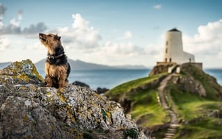 Картинка природа, камни, Уэльс, скалы, пейзаж, маяк, собака, море, пёс, животное