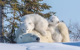Обои животные, хищники, медвежата, зима, природа, медведица, три медведя, медведи, белые медведи, снег
