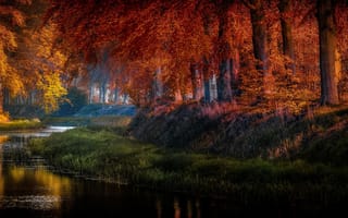 Картинка Jan-Herman Visser, парк, деревья, осень, водоём, природа, Голландия