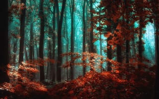 Картинка Jan - Herman Visser, природа, листва, ветки, осень, лес, деревья
