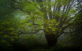 Картинка дерево, природа, ветки, туман, зелень