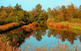 Картинка пруд, деревья, отражение, осень