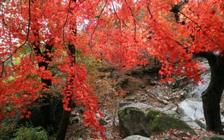 Картинка листья, краски, осень, камни