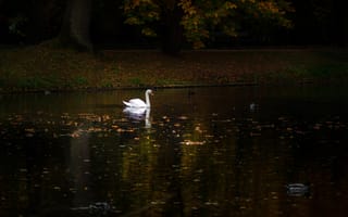 Картинка лебедь, река, листья, осень