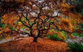 Картинка дерево, ветки, листья, осень, природа
