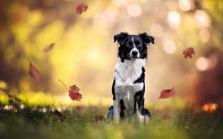 Картинка животное, собака, осень, боке, бордер-колли, трава, пёс, листопад, клён, листья, природа
