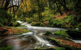 Картинка природа, деревья, камни, мох, лес, осень, ручей