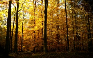 Картинка лес, деревья, осень, природа