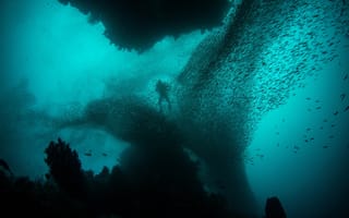 Картинка дайвер, рыбы, Дайвинг, природа, подводный мир