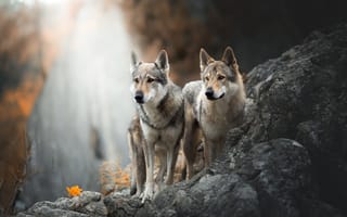 Обои животные, природа, волки, пара, хищники, камни, осень