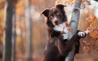 Картинка животное, бордер-колли, собака, дерево, ствол, пёс, осень, природа