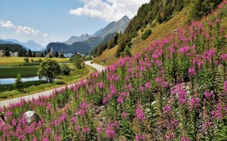 Картинка природа, Альпы, склон, пейзаж, деревня, горы, озеро, иван-чай, цветы