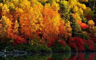 Картинка Осень, Природа, краски, Деревья