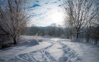 Картинка Зима, Снег, сугробы, Природа, ветки