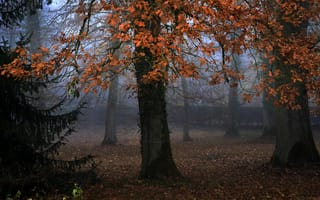 Картинка деревья, туман, парк, осень, листья