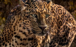 Картинка Леопард, Взгляд, Морда, Животные