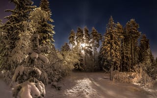 Картинка winter, night, pine, trees, snow, the moon, forest