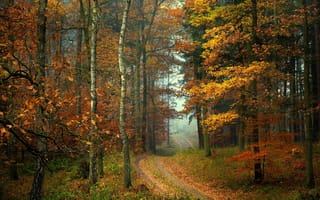 Картинка Radoslaw Dranikowski, осень, лес, деревья, природа, дорога