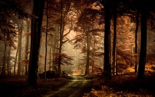 Картинка природа, лес, брёвна, дорога, сумрак, пооумрак, туман, осень, деревья