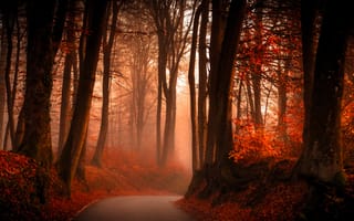Картинка природа, листва, туман, аллея, лес, дорога, осень, парк, деревья