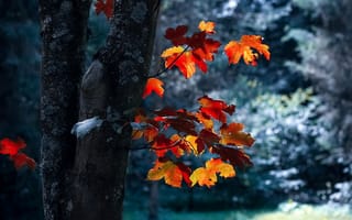 Картинка природа, дерево, осень, клён, листья