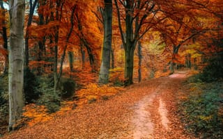 Картинка дорога, осень, лес, краски, листья