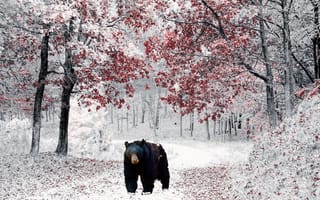Картинка медведь, лес, тропинка, зима, снег