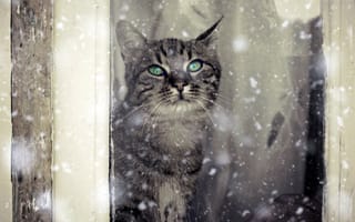 Картинка кошка, снег, зима, окно