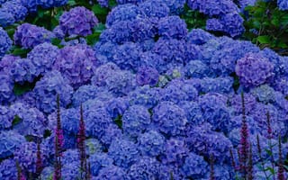 Картинка Синие, гортензии, цветы