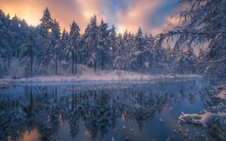 Картинка зима, природа, деревья, лес, Ole Henrik Skjelstad, ели, Норвегия, пейзаж, река