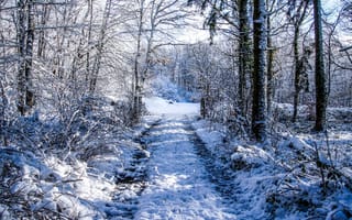 Картинка лес, природа, снег, ветки
