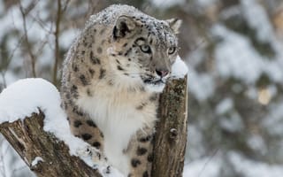 Картинка снег, барс, wild cat, зима, snow leopard, снежный барс, ирбис, winter, дикая кошка, bars, irbis, snow
