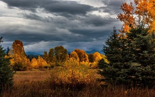 Картинка природа, тучи, поляна, ёлки, деревья, небо, пейзаж, горы, трава, кусты, ели