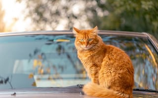 Картинка кошка, рыжая, боке, авто