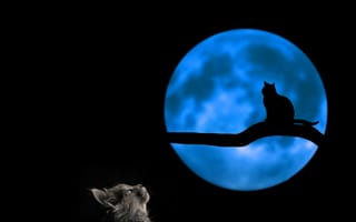 Картинка кошка, фотоманипуляция, силуэт, ночь, ветка, луна