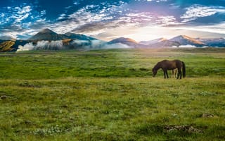 Картинка Поле, закат, конь, горы, небо, пастбище, животные, природа, лошадь, красиво